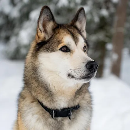 Au Coeur De La Taiga Finlandaise Tyraevaara