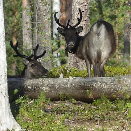 Au Coeur De La Taiga Finlandaise * Tyraevaara
