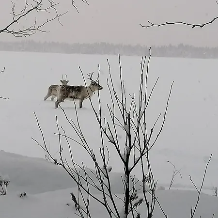 Chalet Au Coeur De La Taiga Finlandaise *